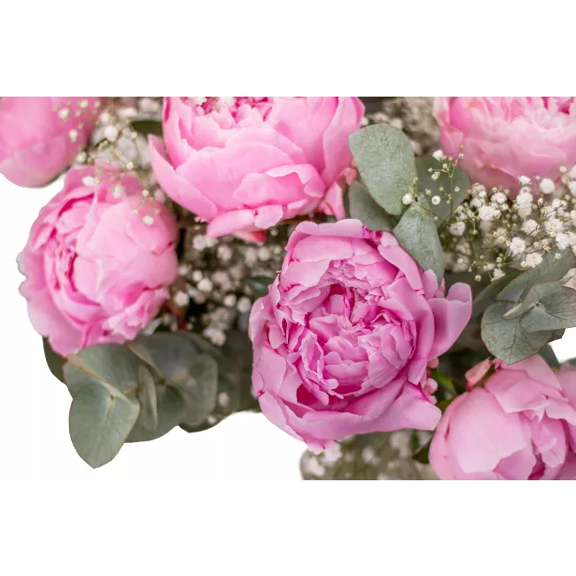 Kytice růžových pivoněk